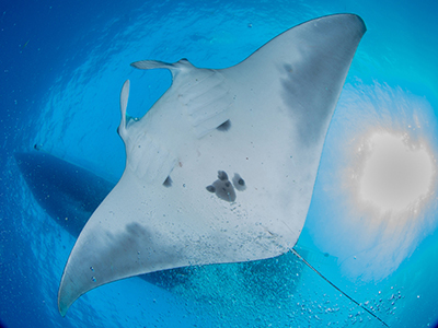 Looking up at the belly of a manta ray swimming beneath the shadow of a boat at the surface