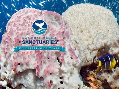 National marine sanctuaries logo overlaid on photo of an angelfish swimming past pale pink and white sponges on a reef