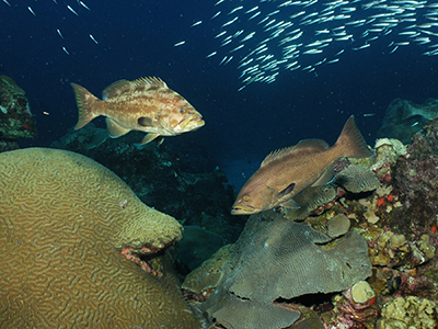 Two groupers facing each other above the reef with a school of smaller fish swimming in the background