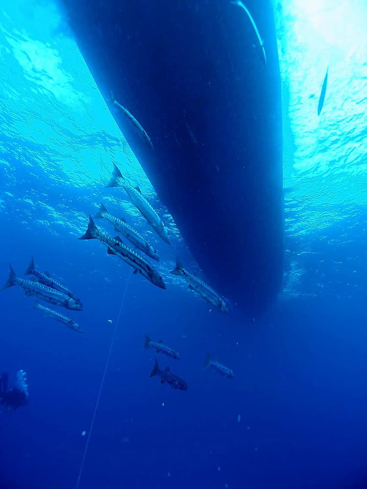 A group of barracuda hovering  beneath a dive boat