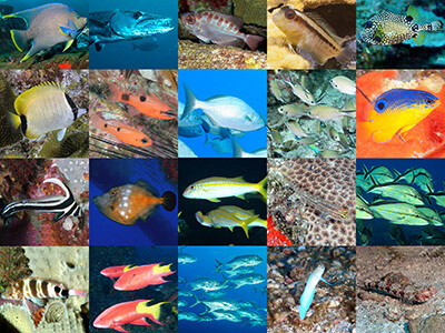 A collage of fish photos representing 20 different fish families