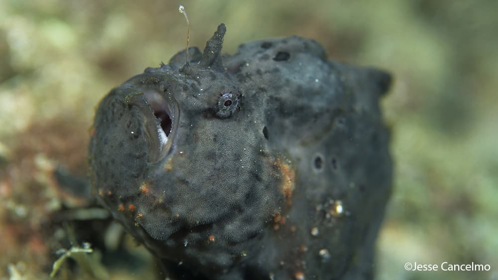 Close up on the face of a black frogfish with mouth slightly open