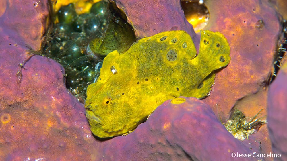 Yellow frogfish resting on a purple sponge