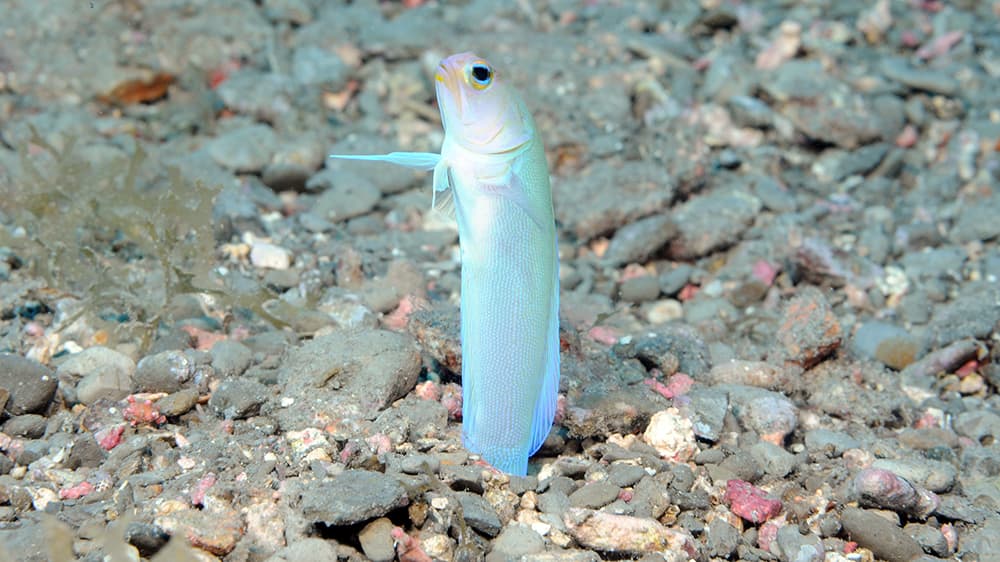 A small white fish sits upright with its tail in a burrow in the sand