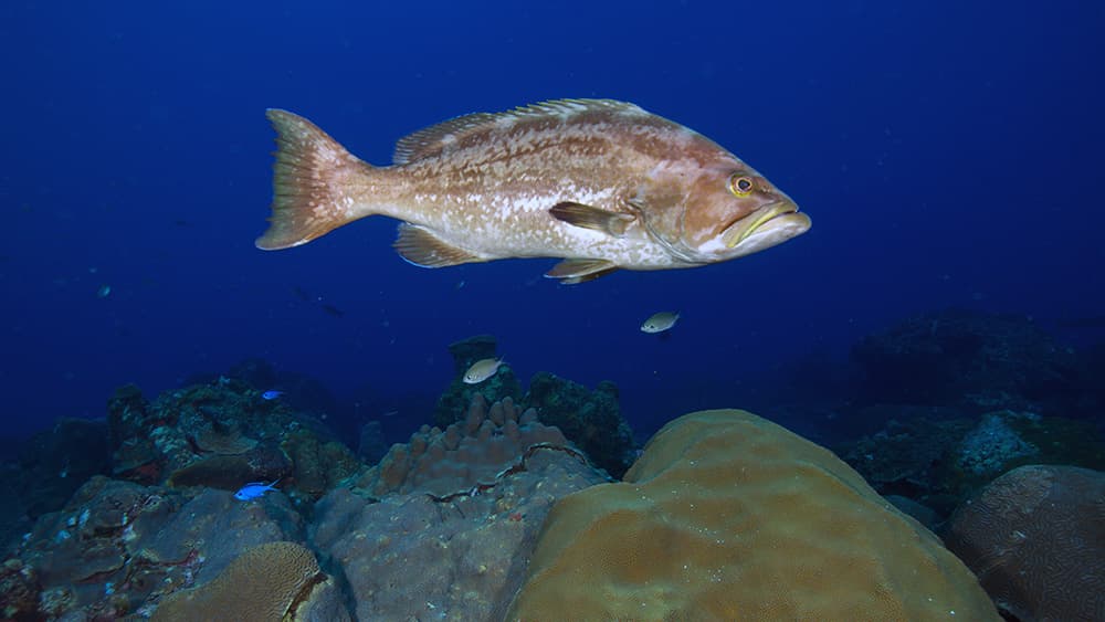 A light brown grouper swims above the reef.