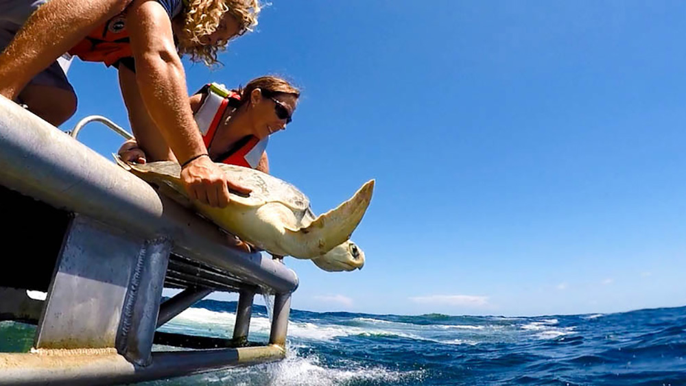 A woman and a man releasing a sea turtle into the ocean from the back platform of a boat