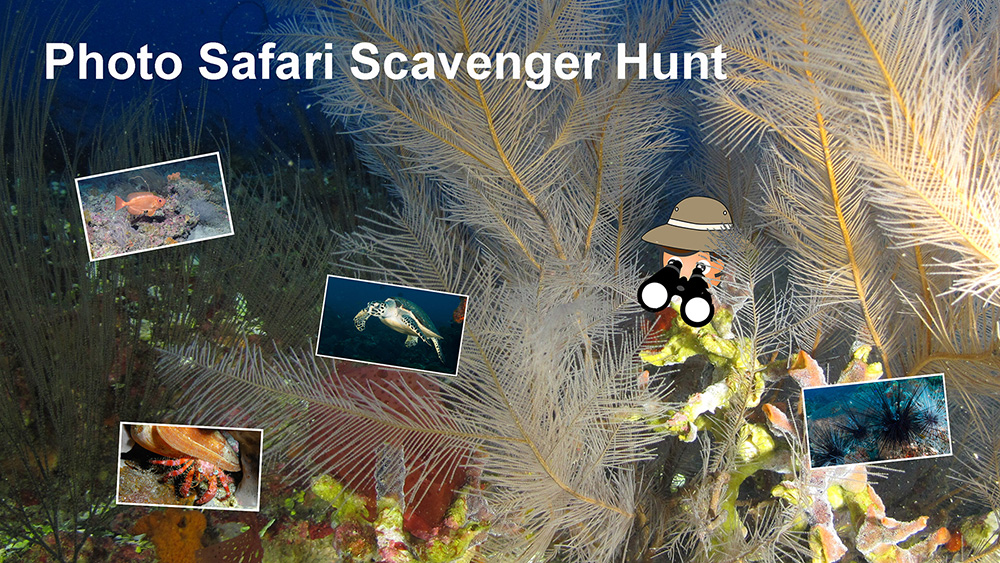 Photo Safari Scavenger Hunt title on an image of a safari person with binoculars looking out between corals to spy overlayed photos of a fish, a crab, a sea turlte, and sea urchins