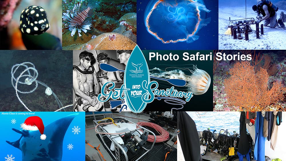 Collage of science, diving, research and wildlife images overlaid with the Get Into Your Sanctuary logo