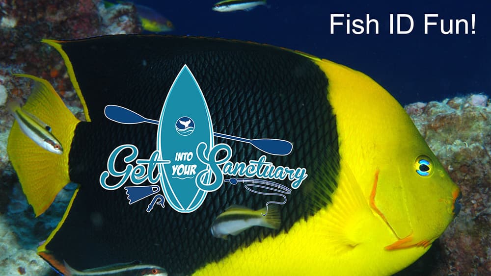 Yellow and black angelfish overlaid with a Get Into Your Sanctuary logo and the words Fish ID Fun! June 29 or July 20