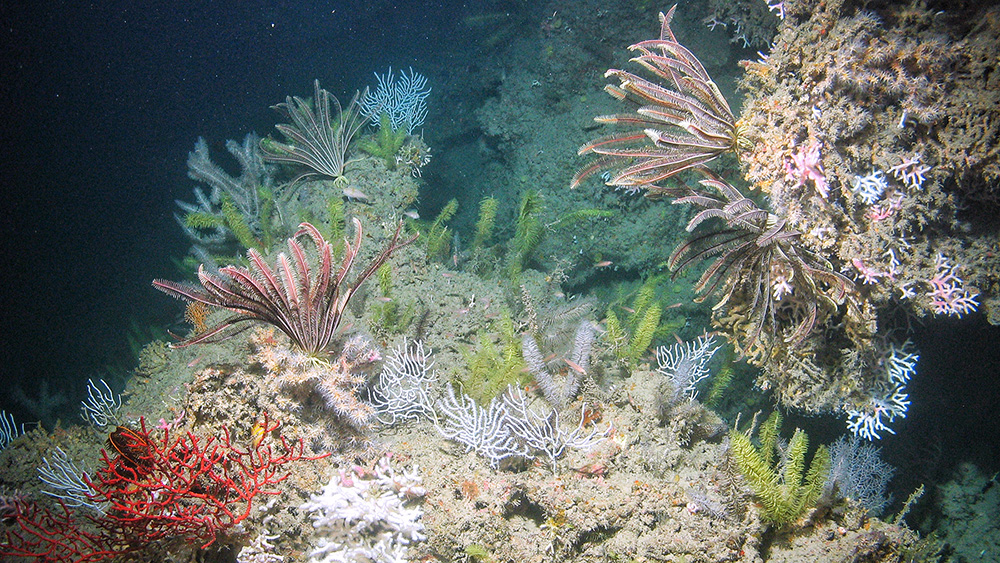 Colorful corals and crinoids on a deep reef in the Gulf of Mexico