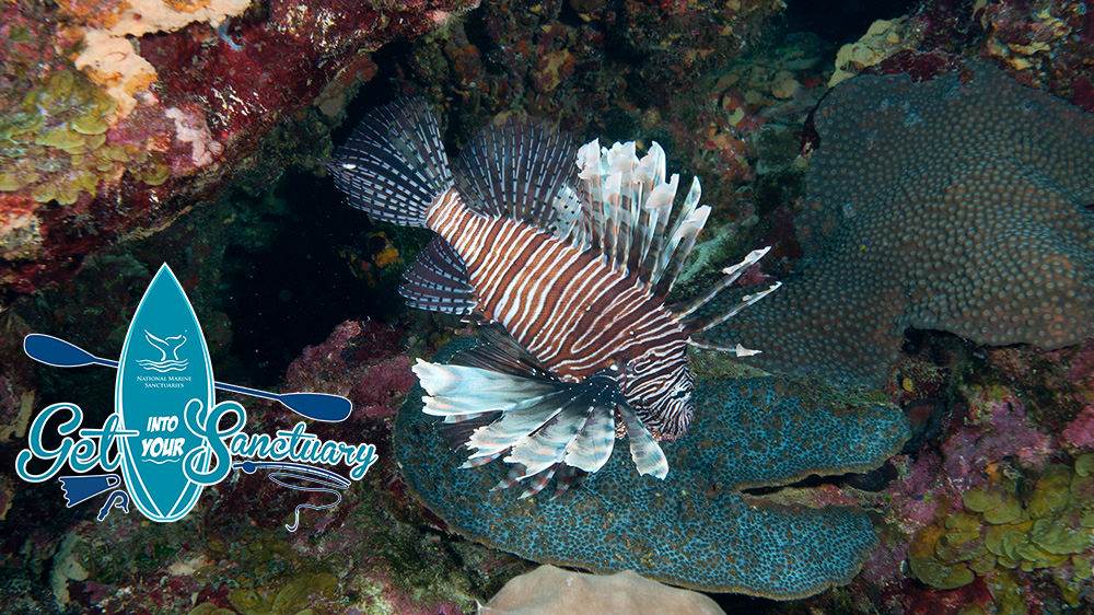 Get Into Your Sanctuary logo overlayed on an image of a lionfish with fins flared