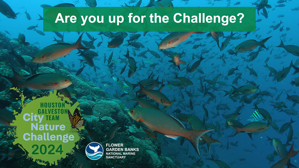 Hundreds of creolefish swarming over a section of reef with the statement Are You Up for the Challenge? across the top. City Nature Challenge 2024 and sanctuary logos at the bottom.