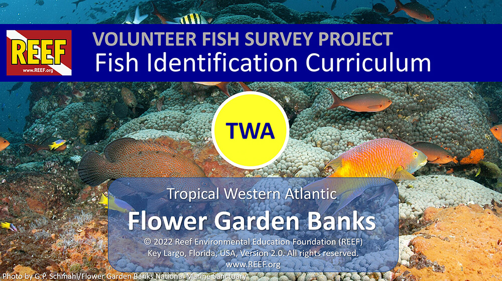 Introductory slide for the REEF Volunteer Fish Survey Project Fish Identifciation Curriculum for the Flower Garden Banks, with a background of sanctuary fish on the reef.