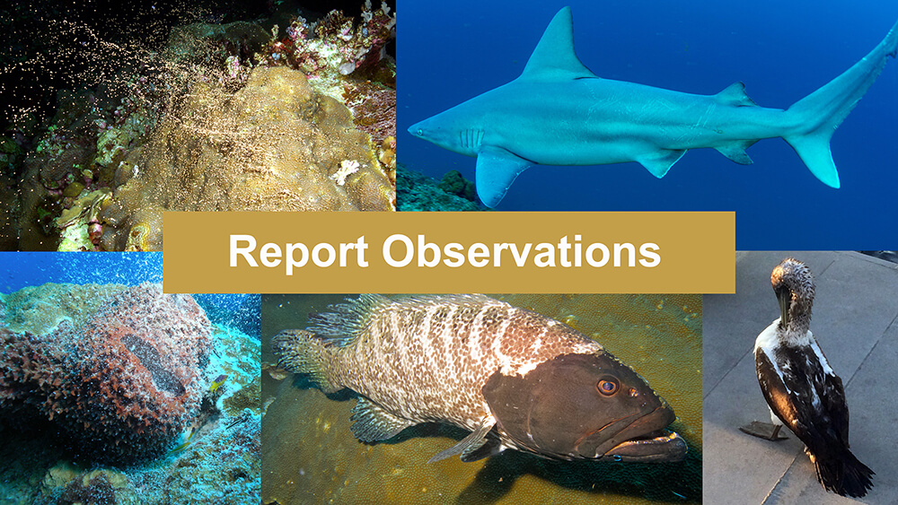 Collage of corals and sponges spawning, a shark, a bird, and  grouper with odd coloration, overlaid with Report Observations.