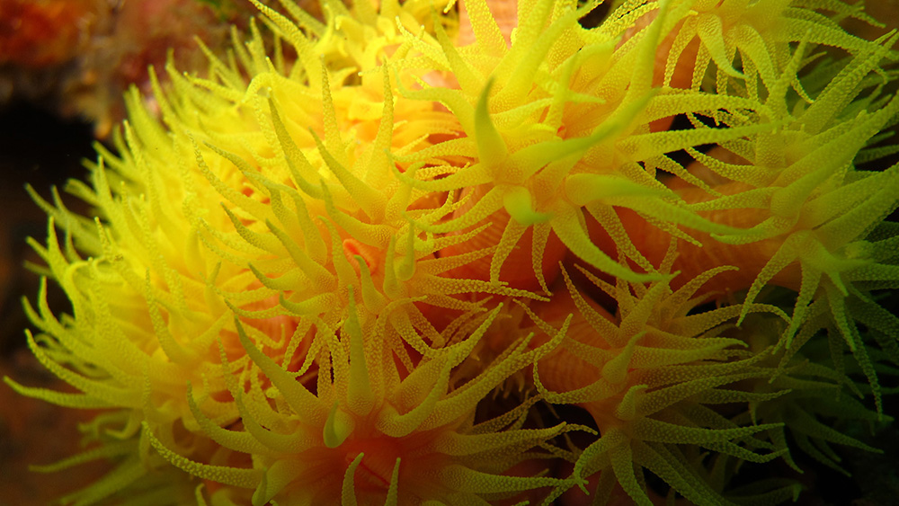 A cluster of bright yellow-orange coral polyps