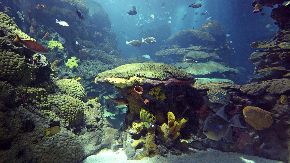 View into the Secret Reef exhibit at Tennessee Aquarium