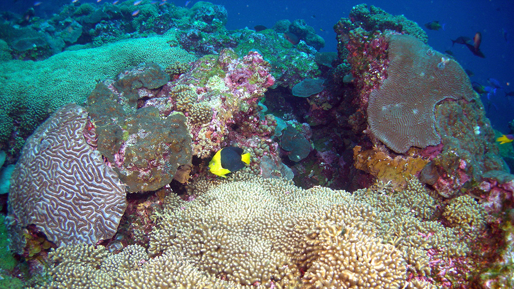 A black and yello angelfish swims among several different types of coral on a reef.
