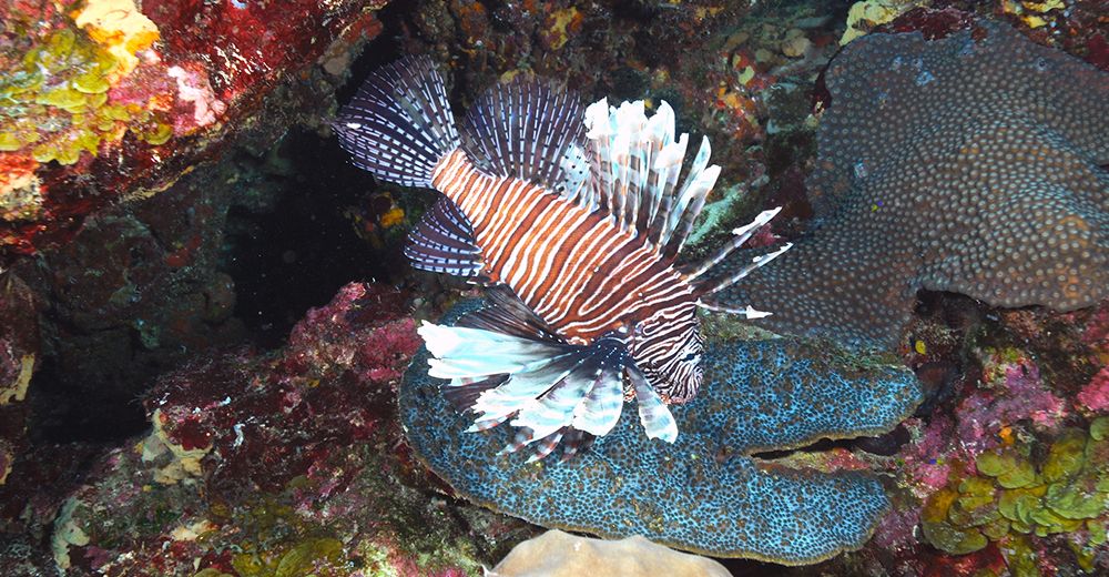 A single lionfish hovering above the reef at Flower Garden Banks National Marine Sanctuary