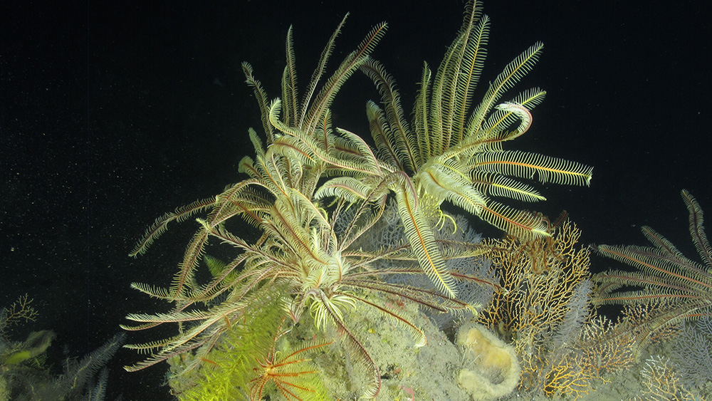 Yellow crinoids perch on top of deep corals and extend their feathery arms into the water.