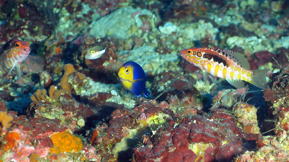 Colorful reef fish that are all looking intently toward the camera