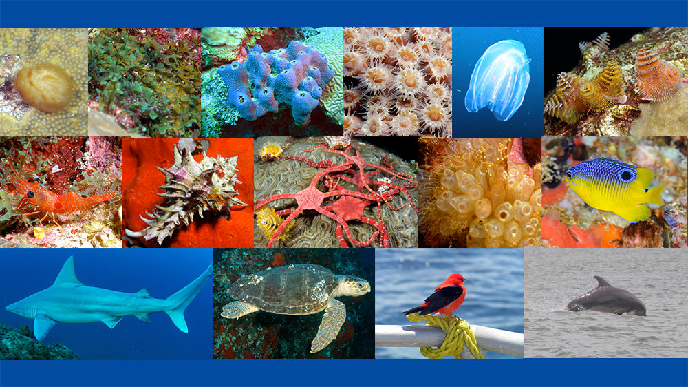Collage of species images