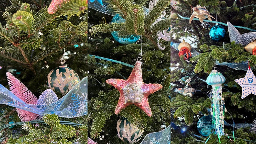 Close up views of Christmas tree worm, coral, starfish, jellyfish, and hermit crab ornaments