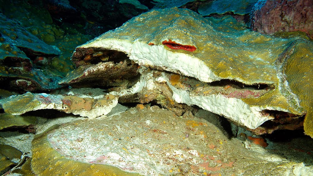 Corals showing exposed skeleton in areas where large pieces were broken off.