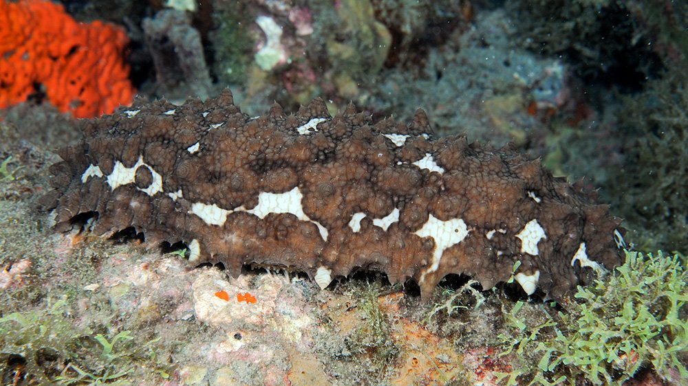 Chocolate chip sea cucumber (Isostichopus badionotus)