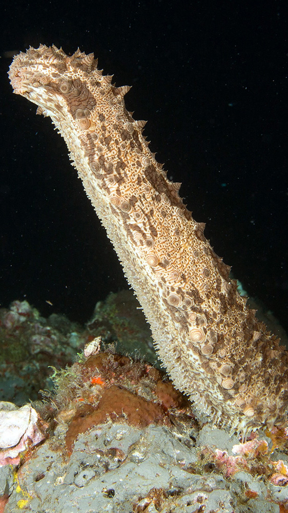 Five-toothed Sea Cucumber (Actinopyga agassizii)