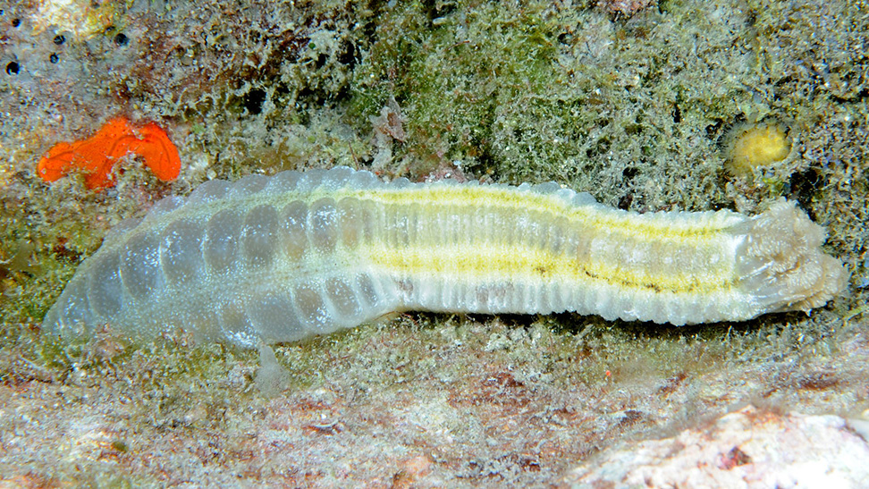 Beaded Sea Cucumber (Euapta lappa)
