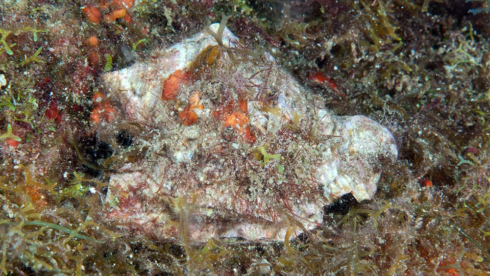 Hawkwing conch shell partially hidden in leafy algae