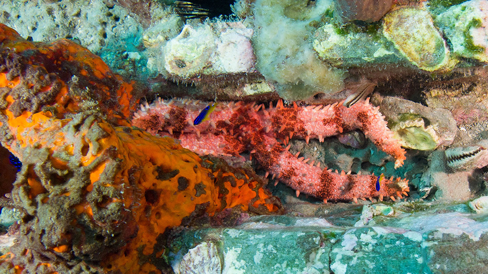 Nail Sea Star wedged in a crevice on the reef