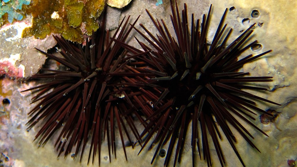 Purple-spined Sea Urchins (Arbacia punctulata)