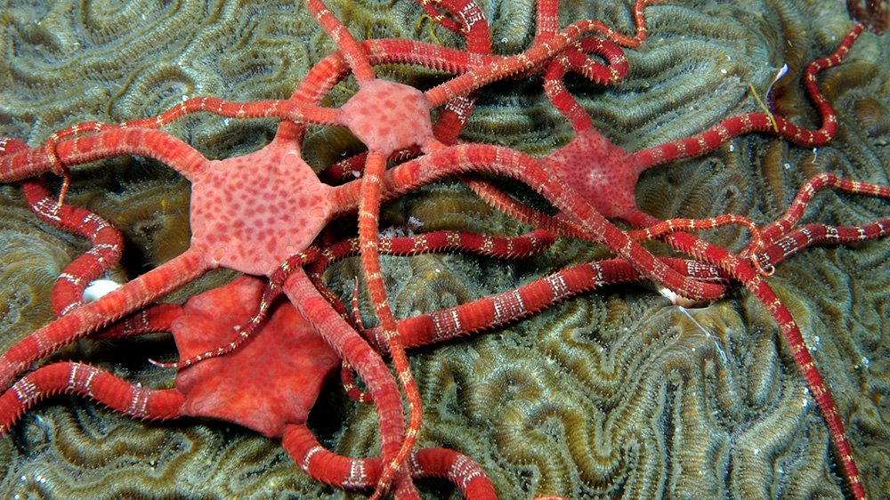 Four ruby brittle stars intertwined on top of a brain coral between some Christmas tree worms