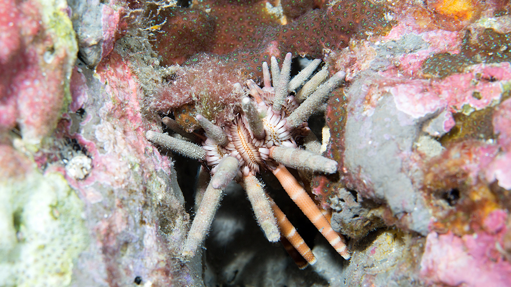 Slate-pencil Urchin (Eucidaris tribuloides) wedged in a crevice on the reef