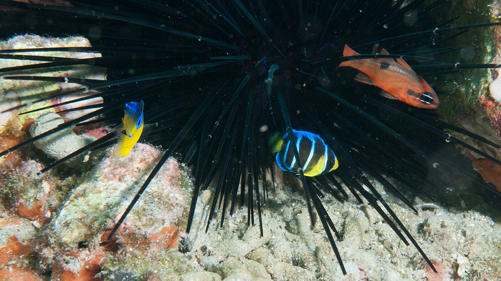 Long-spined sea urchin with small tropical fish swimming between its spines