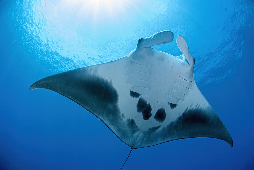 A manta ray swimming in a bright blue sea