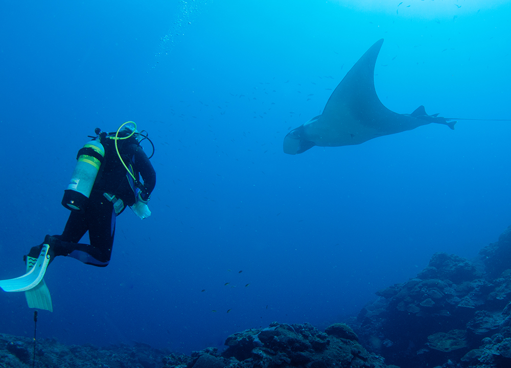 A diver hovering above the reef watching a manta ray swim by to his right