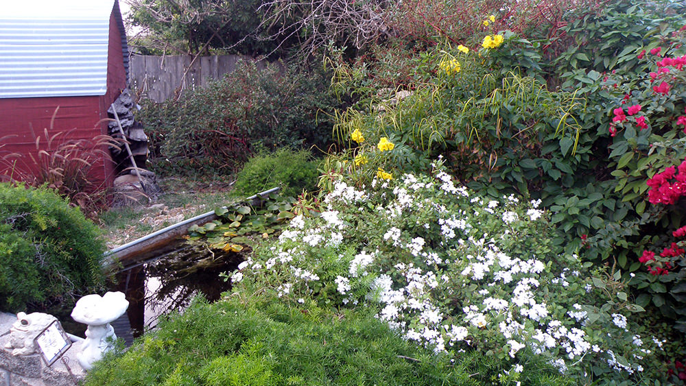 A yard full of flowering plants with a small pond and shed.