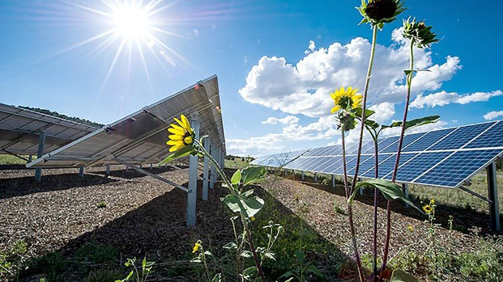Sunflowers growing near a field of solar panels under a sunny sky