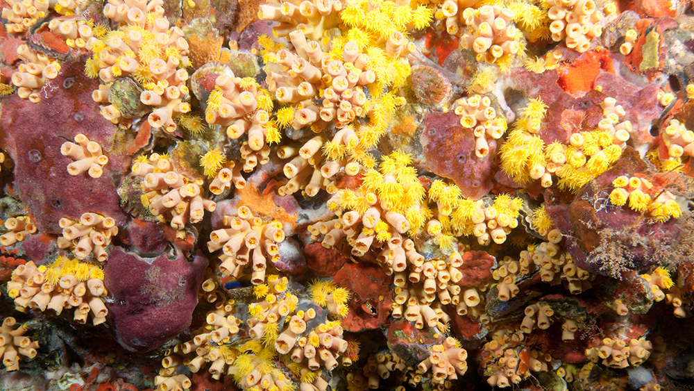 A section of a platform leg covered in cup coral colonies, some closed and some with tentacles extended