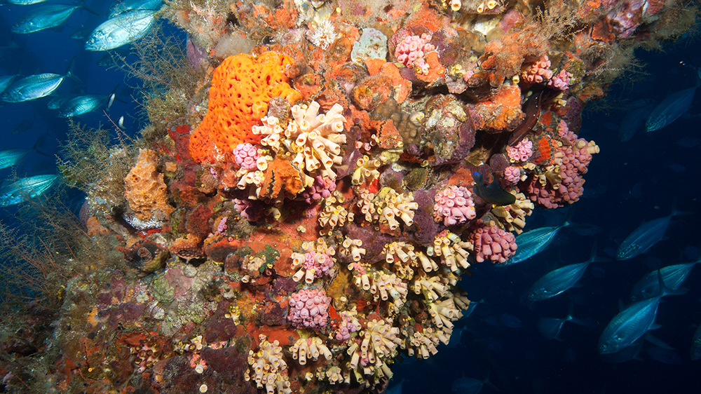 A section of a platform leg covered in cup coral colonies, sponges and hydroids