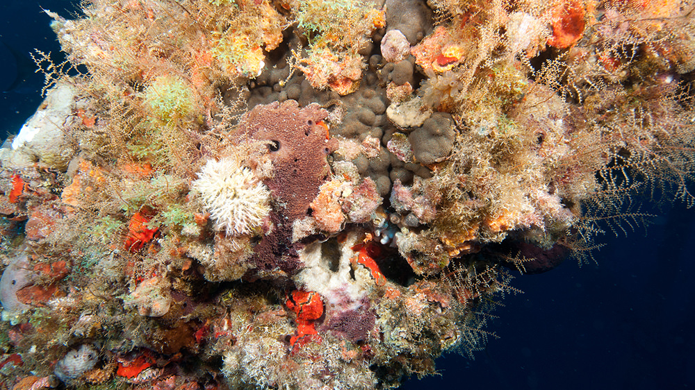 Platform beam covered in marine growth of sponges, hydroids and oysters.