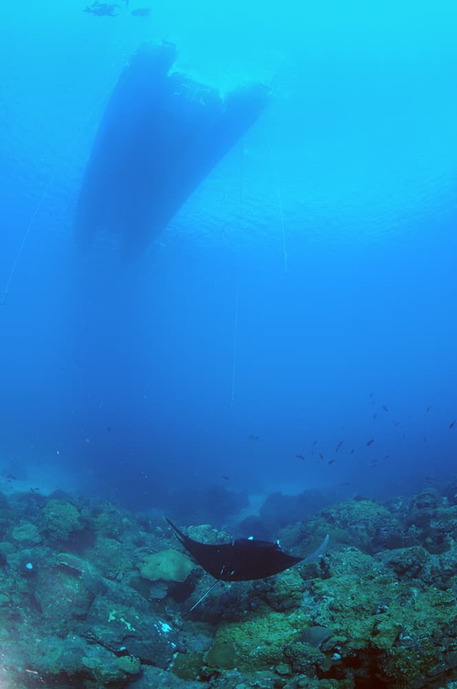 Long view from reef to boat at the surface with a manta ray swimming down close to the reef
