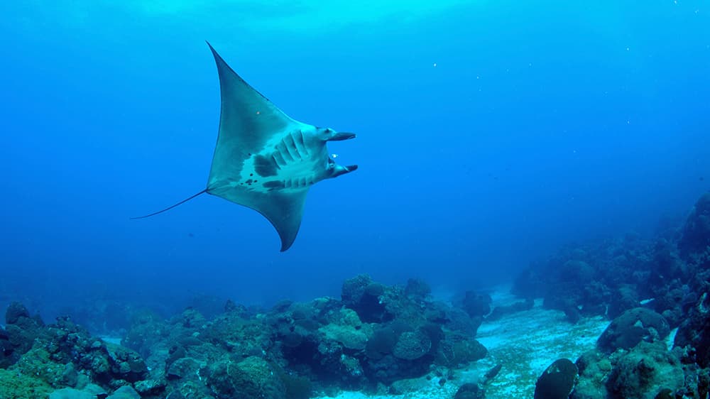 A manta ray swims high above the reef and sand flat