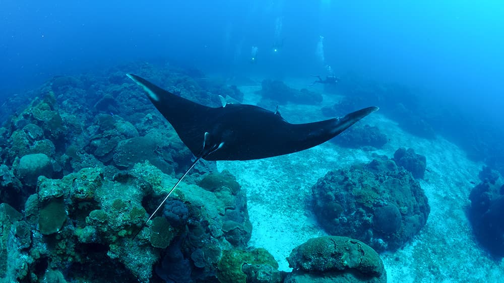 Manta ray swimming past reef with divers visible in the distance