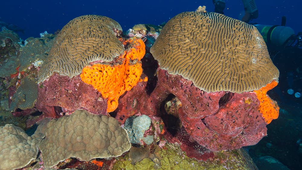 Large red and orange sponges growing beneath two brain corals.