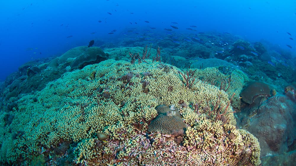 An area of reef covered in small branching corals with purple rope sponges poking up in between