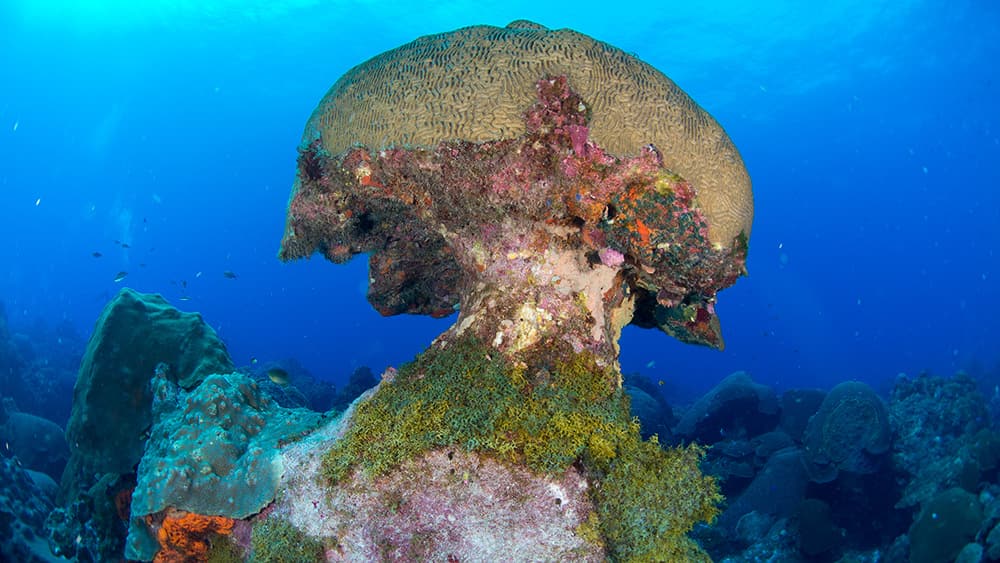 A large brain coral eroded into a mushroom shape with a fringe of leafy green algae at its base