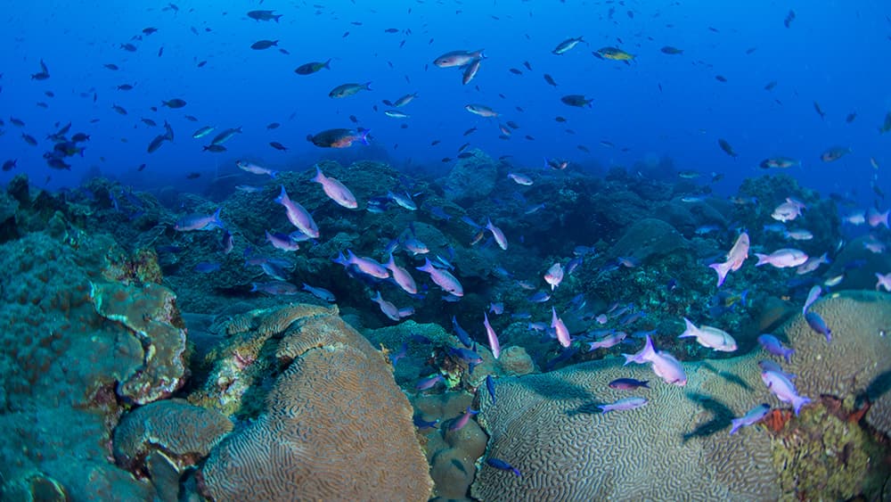 Coral reef with purple fish swimming above it